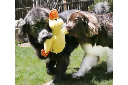 Dogs with KONG Comfort Jumbo Dog Toy