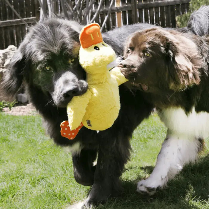 Dogs with KONG Comfort Jumbo Dog Toy