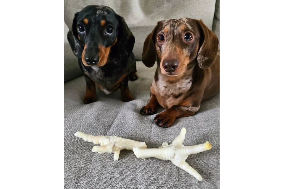 Dogs with Puffed Chicken Feet