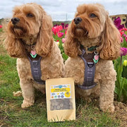 Dogs with Training Treats Chicken Cheese