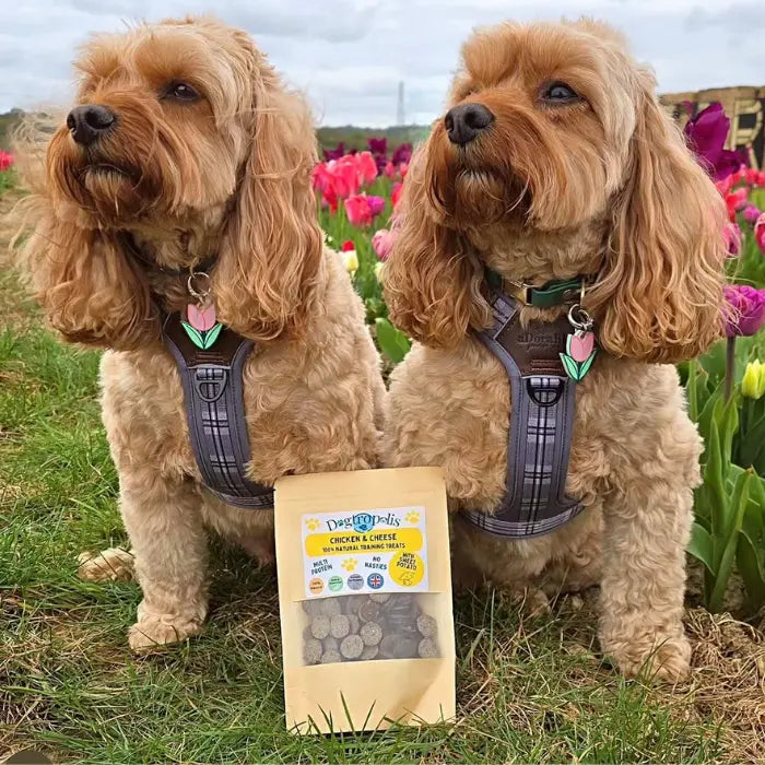 Dogs with Training Treats Chicken Cheese