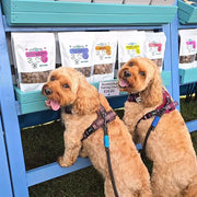 Dogtropolis Bulk Packs