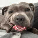 Dog with Fruit & Vegetable Bone