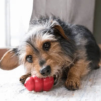 KONG Classic for Dogs and Puppies