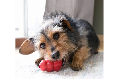KONG-Classic-for-Dogs-and-Puppies