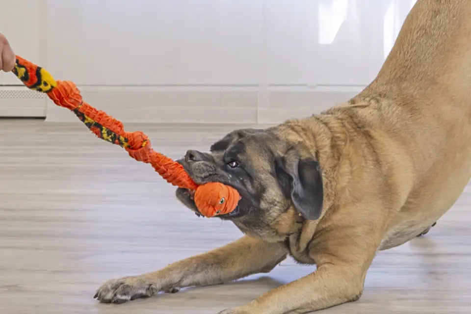 Dog playing with KONG Snake