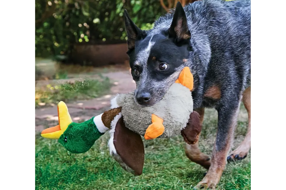 Dog with KONG Shakers Honkers Toy