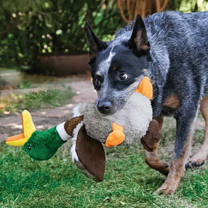 Dog with KONG Shakers Honkers Duck