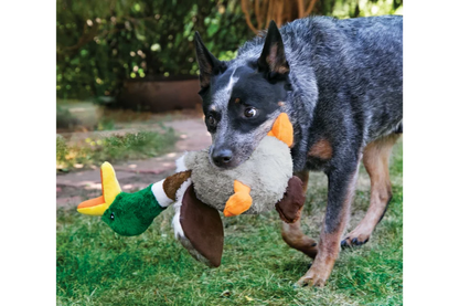Dog with KONG Shakers Honkers Duck