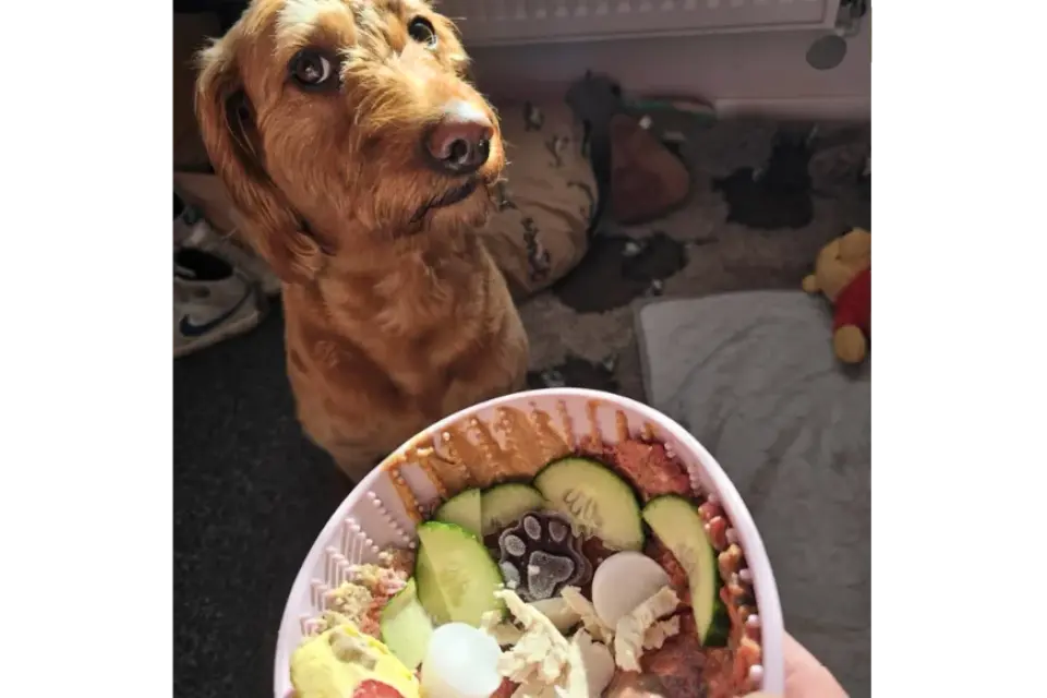 Customer with Lick Bowl