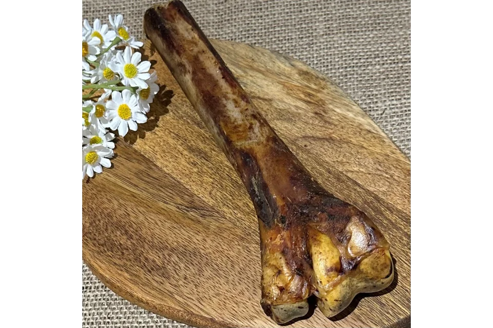 Ostrich Metatarsus
