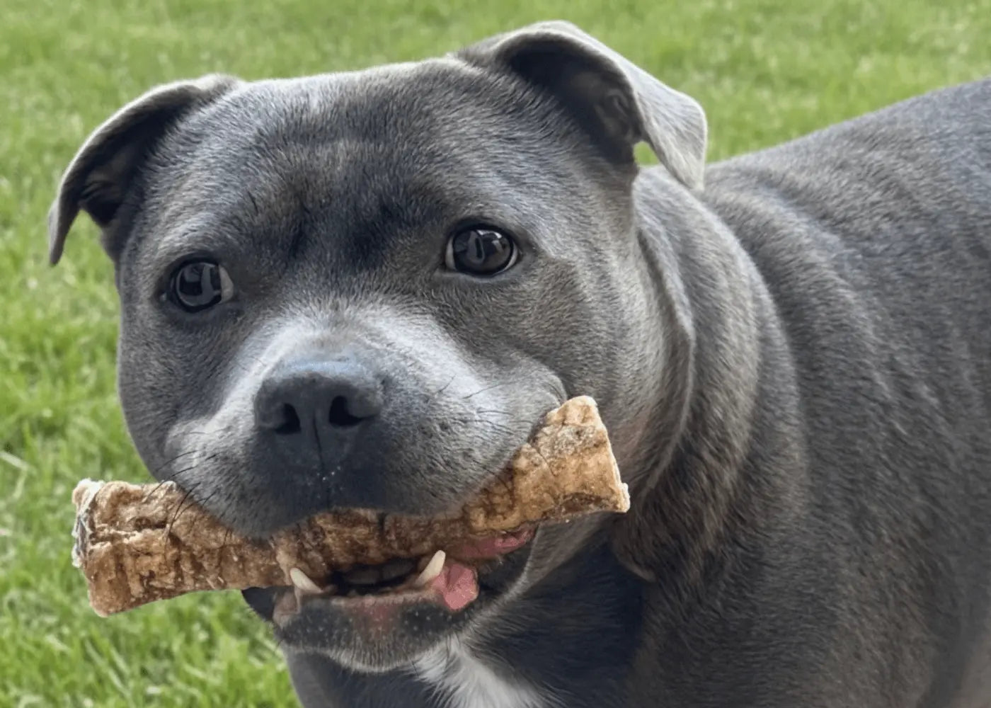 Dogtropolis Our Philosophy