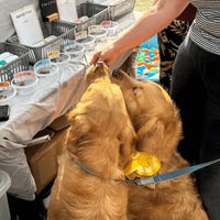 Dogtropolis Pate at Festivals