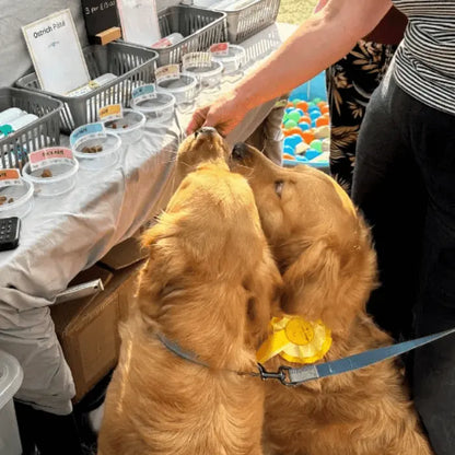 Dogtropolis Pate at Festivals