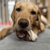 Peanut Butter Dual Bone Chew