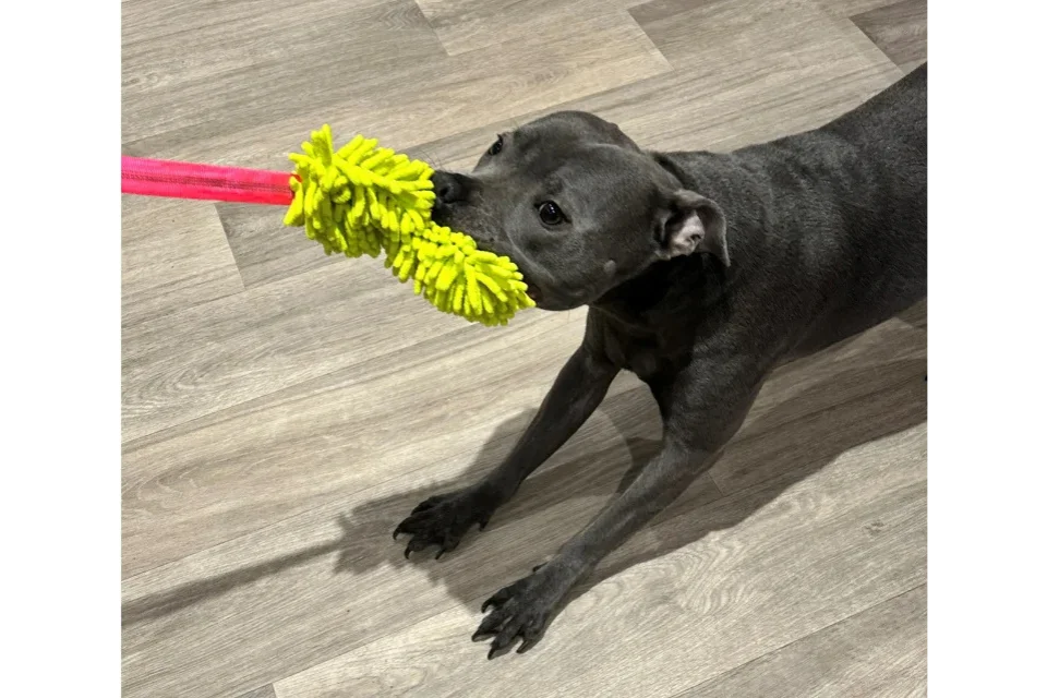Product Tester with Bungee Dog Toy