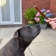 Dog with Buffalo Collagen Cigar