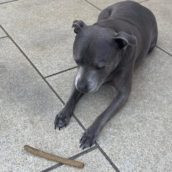 Dog with Dogtropolis Jumbo Sausage