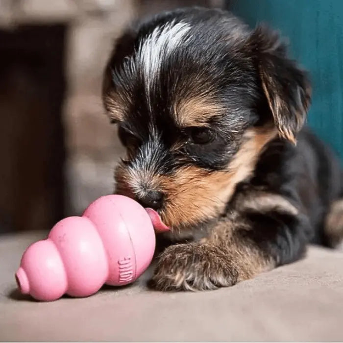 Puppy Playing with KONG