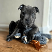 Puppy with Stockbull Beef Hide