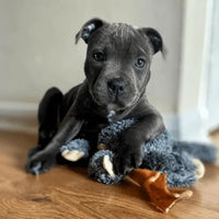 Puppy with Stockbull Beef Hide