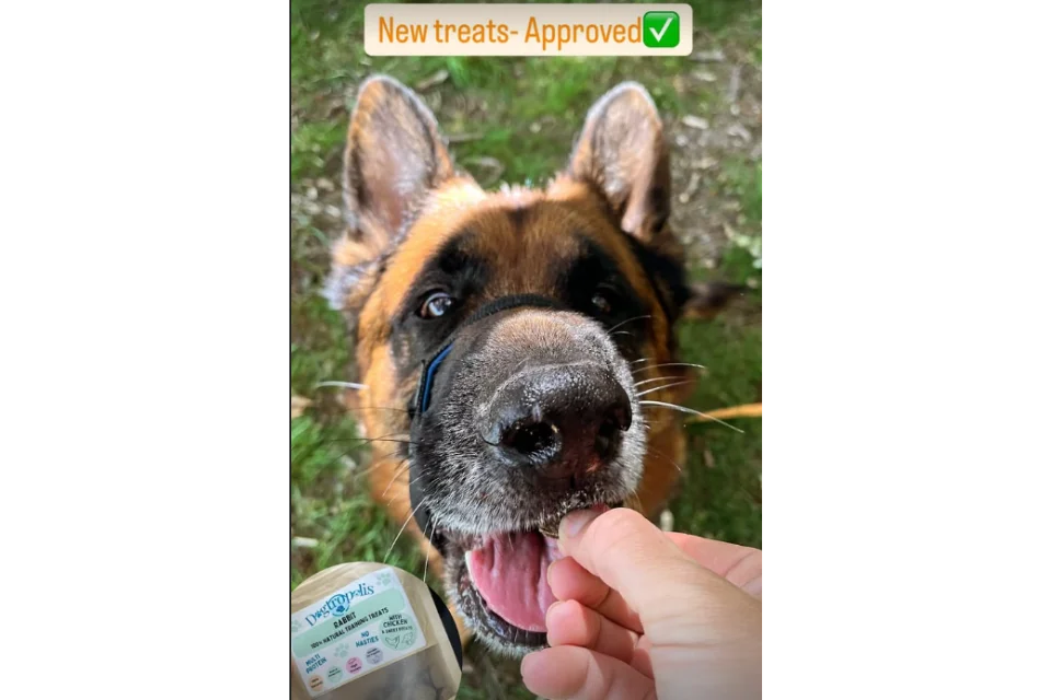 Dog eating Rabbit Training Treats