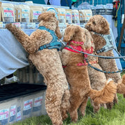 Festival Training Treats
