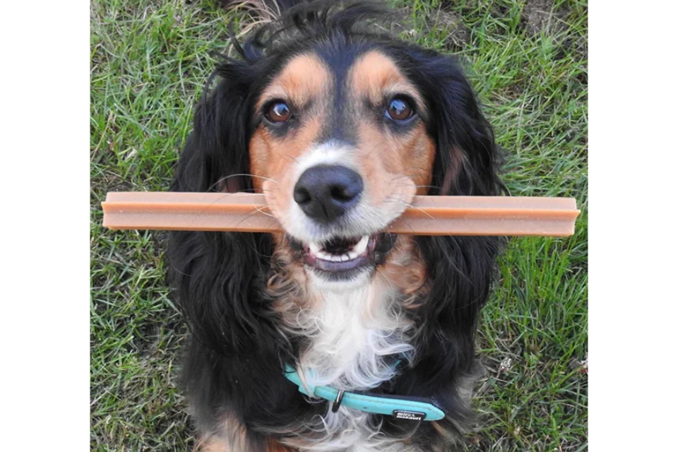 Veggie Star Sticks for Dogs