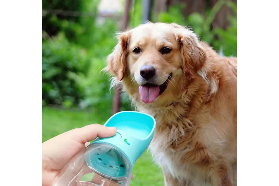 Dog with Water Bottle