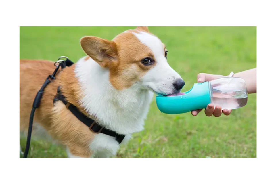 Dog drinking from Dogtropolis water bottle