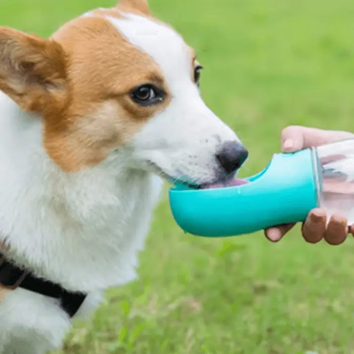 Dog Drinking from Water Bottle